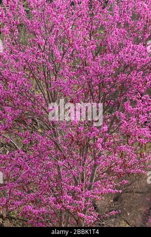 Redbud en fleurs, zone naturelle de cache Creek, Californie Banque D'Images