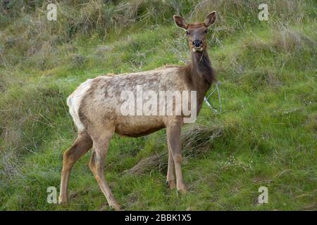 Tule elk, monument national de Berryessa Snow Mountain, zone naturelle de cache Creek, Californie Banque D'Images