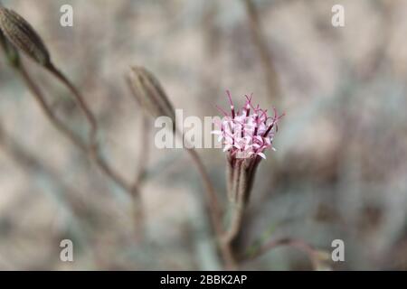 Apparaissant dans les marges de Twentynine Palms comme le Printemps réchauffe le Mojave du Sud est natif Palafoxia Arida, Désert Palafox. Banque D'Images