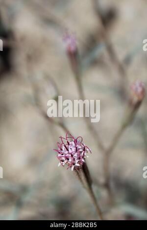 Apparaissant dans les marges de Twentynine Palms comme le Printemps réchauffe le Mojave du Sud est natif Palafoxia Arida, Désert Palafox. Banque D'Images