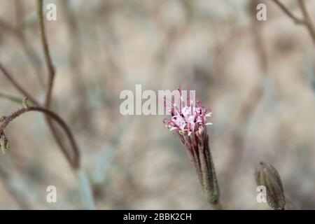 Apparaissant dans les marges de Twentynine Palms comme le Printemps réchauffe le Mojave du Sud est natif Palafoxia Arida, Désert Palafox. Banque D'Images