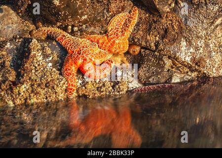Étoiles de mer ocre, Pisaster ochraceus, dans un rocher fissure à la piscine à marée, Cannon Beach, Oregon, États-Unis. Banque D'Images