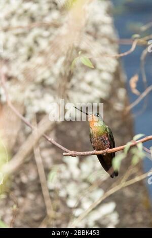 Femme colibri debout sur une branche, étoile à gorge bleue, coeligena helianthea. La Calera, Cundinamarca, Colombie Banque D'Images