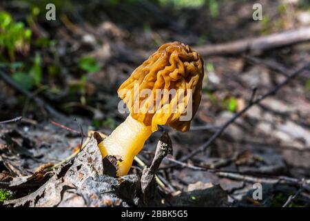 Champignons morels noirs comestibles qui poussent dans la forêt de printemps. Morchella conica. Banque D'Images