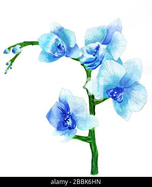 Branche bleue du dessin d'illustration des aquarelles d'orchidées fleuris Banque D'Images