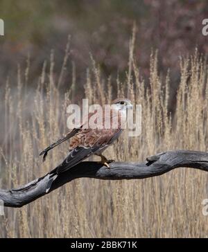 Nankeen Kestrel (Falco cenchoides) perché sur une branche, territoire du Nord, territoire du Nord, Australie Banque D'Images