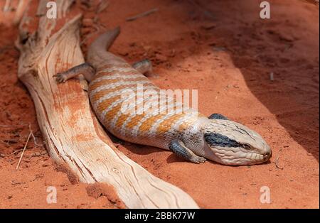 Le Skink Centralian à tongued bleu (Tiliqua multitifasciata) est une espèce de Skink originaire d'Australie Banque D'Images
