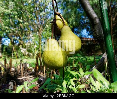 Une métaphore; les fruits à faible pendaison sont les plus faciles à atteindre et à choisir. Le premier à partir de l'arbre. Banque D'Images