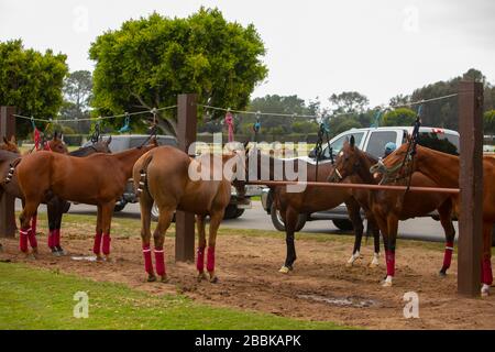 Polo Club de Santa Barbara Banque D'Images