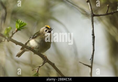 Un beau Goldcrest, Regulus regulus, perché sur une branche d'un arbre Hawthorn chantant au printemps. Banque D'Images