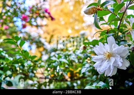 fleurs blanches sur un fond coloré d'automne Banque D'Images