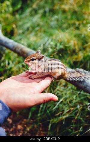 Chipmunk manger à la main dans le parc national japonais Banque D'Images