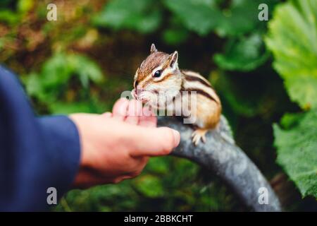 Chipmunk manger à la main dans le parc national japonais Banque D'Images