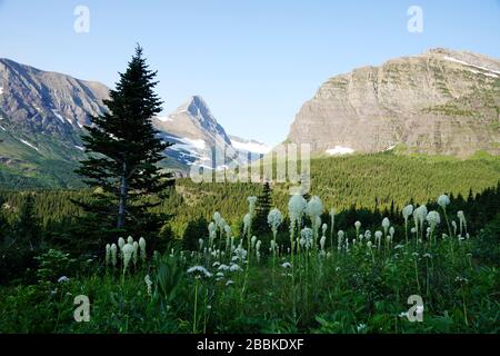 Fleurs sauvages d'ours dans le parc national des Glaciers du Montana, États-Unis Banque D'Images