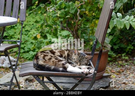 Précieux le chat tabby sauvé dormant sur une chaise de patio dans son jardin Banque D'Images