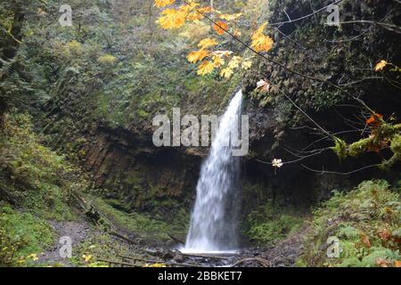 Vue d'automne depuis le sentier des chutes de Latourell, gorge de la rivière Columbia, Oregon, États-Unis Banque D'Images