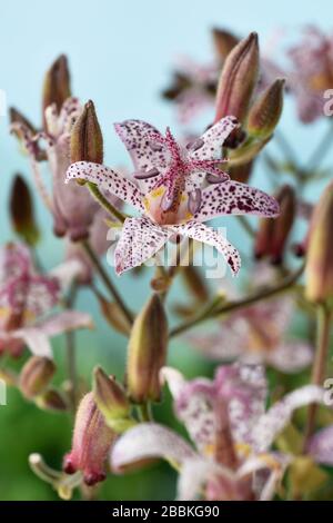 Toad lys Tricyrtis Banque D'Images