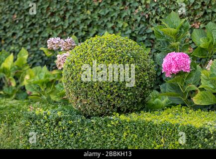 Arbustes de jardin entretenus. Balles de jardin vert en France Banque D'Images