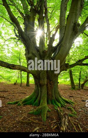 Le soleil brille à travers une immense hêtre commun (Fagus sylvatica) dans la forêt, un vieux arbre de refuge, la forêt de Sababurg Primeval, Reinhardswald, Hesse, Allemagne Banque D'Images