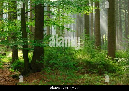 Forêt d'épicéa en début de matinée, le soleil brille par le brouillard matinal, Huertgenwald, Rhénanie-du-Nord-Westphalie, Allemagne Banque D'Images