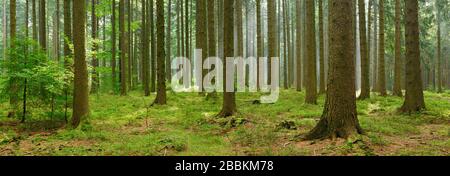Panorama, forêt d'épicéa en début de matinée, le soleil brille par le brouillard matinal, Huertgenwald, Rhénanie-du-Nord-Westphalie, Allemagne Banque D'Images