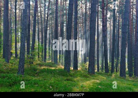 Forêt typique de pins du nord de l'Allemagne en début de matinée, le soleil brille par le brouillard du matin, Mecklembourg-Poméranie-Occidentale, Allemagne Banque D'Images
