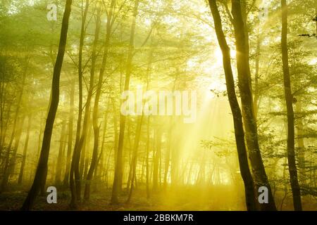 Forêt de chênes et de sangsues baignée de lumière, le soleil brille par le brouillard, près de Freyburg, Burgenlandkreis, Saxe-Anhalt, Allemagne Banque D'Images