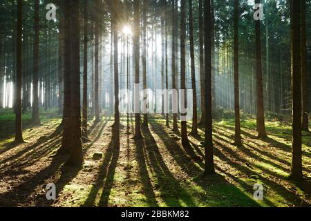 Forêt d'épinettes baignées de lumière, rayons du soleil, longues ombres sur le sol de la forêt, montagnes de Slate de Thuringe, près de Bad Lobenstein, Thuringe, Allemagne Banque D'Images