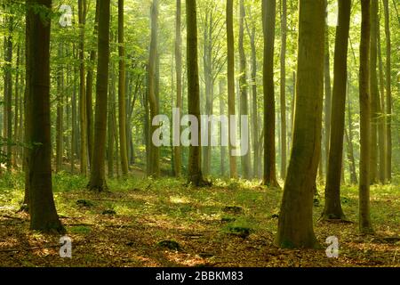 Forêt ensoleillée de hêtre, le soleil brille à travers le brume, Flechtinger Hoehenzug, Saxe-Anhalt, Allemagne Banque D'Images