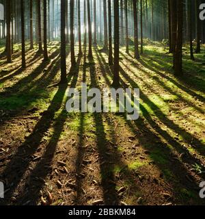 Forêt d'épinette baignée de lumière, le soleil brille à travers la brume, les longues ombres sur le sol forestier, les montagnes de Slate de Thuringe, près de Bad Lobenstein, Thuringe Banque D'Images