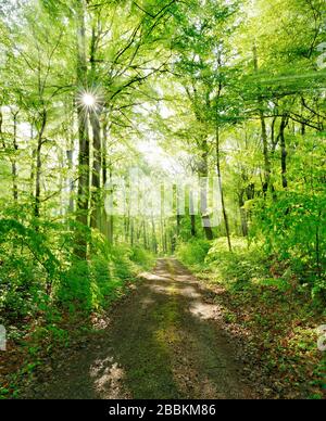 Sentier de randonnée à travers la forêt inondée de lumière au printemps, le soleil brille à travers le feuillage, près de Freyburg, Burgenlandkreis, Saxe-Anhalt, Allemagne Banque D'Images