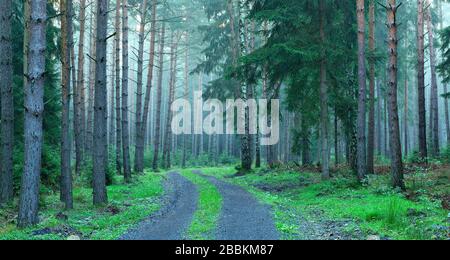 Route forestière sinueuse à travers la forêt de pins et de sangsues de conifères, au début de la matinée, près de Hermsdorf, Thuringe, Allemagne Banque D'Images