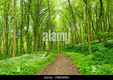 Le sentier de randonnée serpente à travers la forêt verte au printemps, les premières fleurs de couverture de terre en fleurs, près de Bad Bibra, Burgenlandkreis, Saxe-Anhalt, Allemagne Banque D'Images