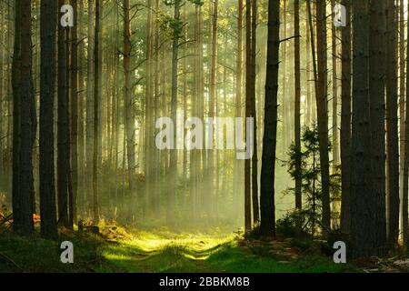 Chemin forestier à travers la forêt de pins dans la lumière du matin, le soleil brille par le brouillard, près de Paulinzella, Thuringe, Allemagne Banque D'Images