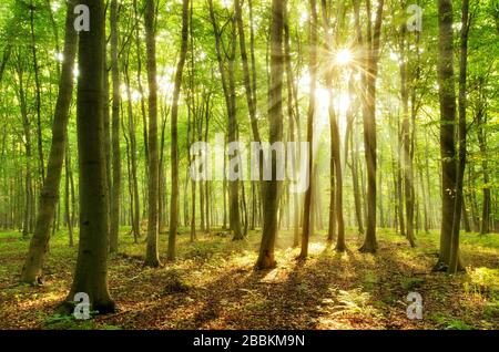 Forêt de hêtre baignée de lumière, soleil brille à travers la forêt, fern couvre le plancher forestier, près de Naumburg, Burgenlandkreis, Saxe-Anhalt, Allemagne Banque D'Images