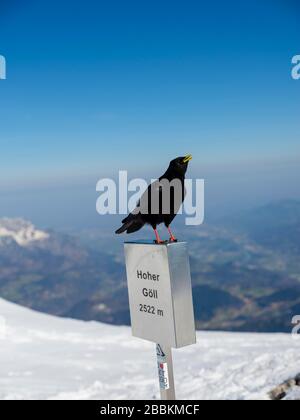 Le Chough alpin (Pyrrhocorax graculus) sur le sommet du Hohe Goell, en hiver, les Alpes de Berchtesgaden, le parc national de Berchtesgaden Banque D'Images