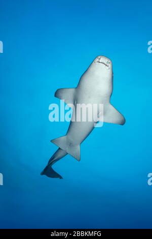 Tawny infirmière Shark (Nebrius ferrugineus), femme, de dessous, Océan Indien, Maldives Banque D'Images