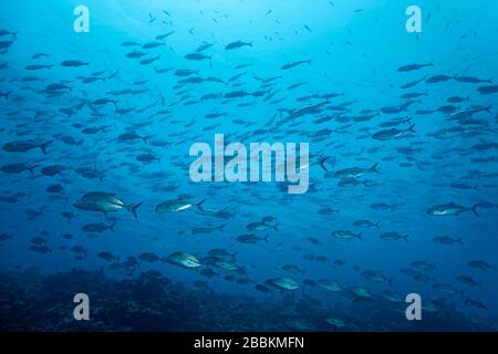 Spread shoal Bigeye trevallys (Caranx sexfasciatus) nage sur le récif de corail dans l'eau bleue, l'océan Indien, les Maldives Banque D'Images