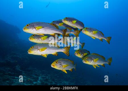 Swarm les lèvres orientales (Plectorhinchus vittatus) nasent dans l'eau bleue, l'océan Indien, les Maldives Banque D'Images