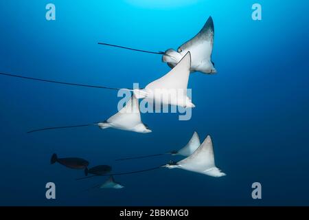 Swarm Spotted Eagle rays (Aetobatus narinari), de l'Océan Indien, les Maldives Banque D'Images