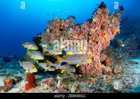 Swarm les lèvres orientales (Plectorhinchus vittatus) naqu’au large de Coral Block, de l’océan Indien, des Maldives Banque D'Images