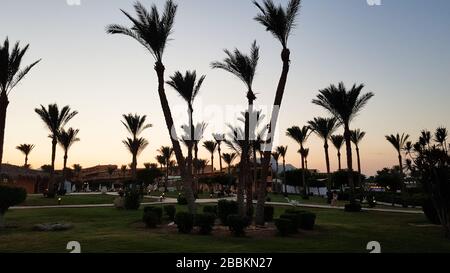 Silhouettes de palmiers contre le ciel au coucher du soleil. Cococotiers, arbre tropical d'Egypte, arbre d'été. Une famille de monocotylédones, boisés Banque D'Images