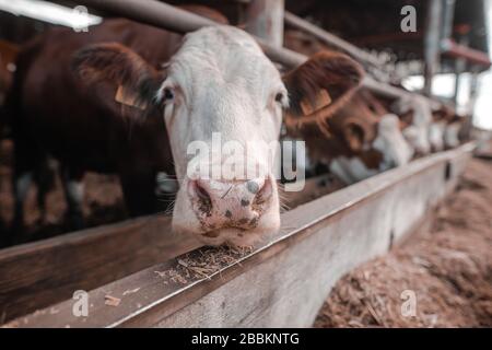 Beaucoup de vaches mangeant du foin de la part de la cependant dans l'immense ferme, concept d'agriculture Banque D'Images
