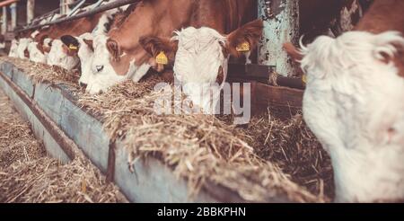 Beaucoup de vaches en rangée, ferme de vaches énormes pour le lait, concept industriel, image en couleur Banque D'Images