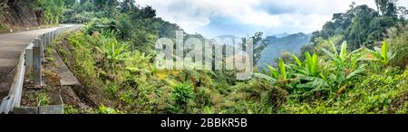 Admirez l'image panoramique de la forêt tropicale pluviale, avec de nombreux fougères construisant une terre dense pour d'autres grands arbres indigènes sur la route Ho Chi Minh à Thua Thien Hue Banque D'Images