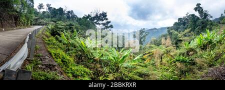 Admirez l'image panoramique de la forêt tropicale pluviale, avec de nombreux fougères construisant une terre dense pour d'autres grands arbres indigènes sur la route Ho Chi Minh à Thua Thien Hue Banque D'Images