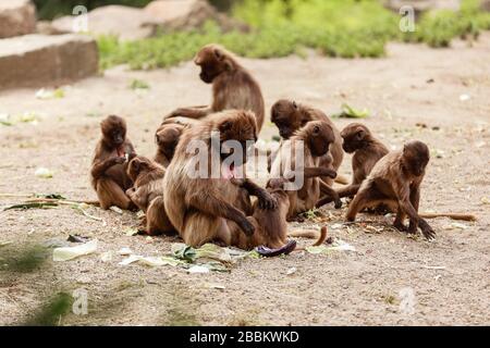 Un groupe de singes macaques sur le sol dans le parc dans leur vie quotidienne. Banque D'Images