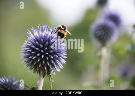 Faune britannique. Abeille bosselée sur un bourgeon violet d'allium. Towcester, Northampton, Royaume-Uni Banque D'Images