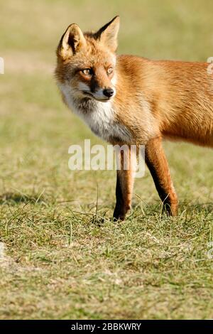 Un magnifique renard rouge sauvage debout dans l'herbe, une partie de l'animal Banque D'Images