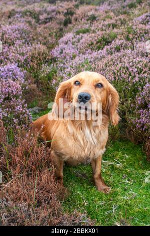 North Yorkshire, Angleterre, Royaume-Uni. Cocker espagnol assis sur le moorland, dans la bruyère (Calluna vulgaris) en fleur Banque D'Images